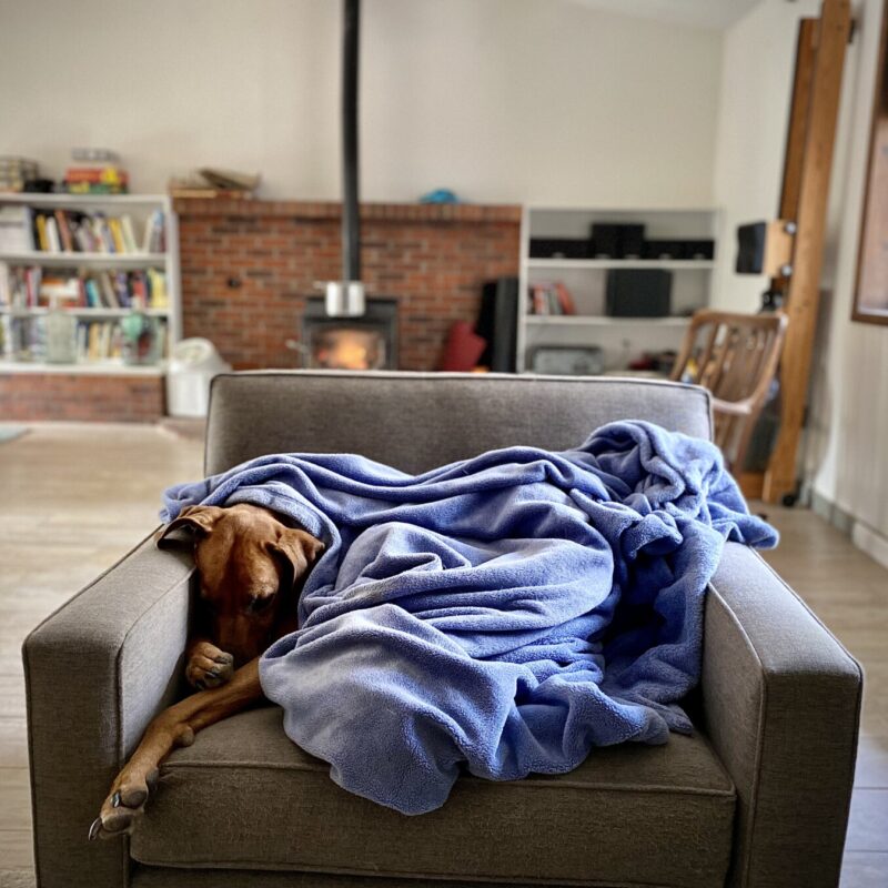 Mowgli Sleeps