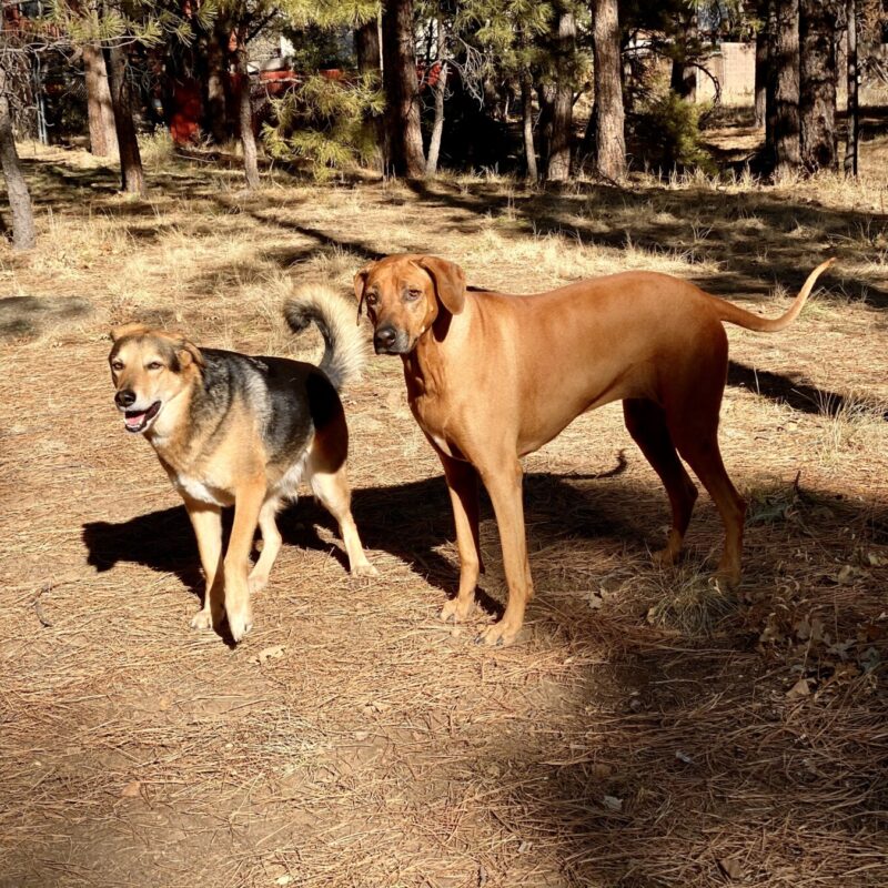 Dog Pals