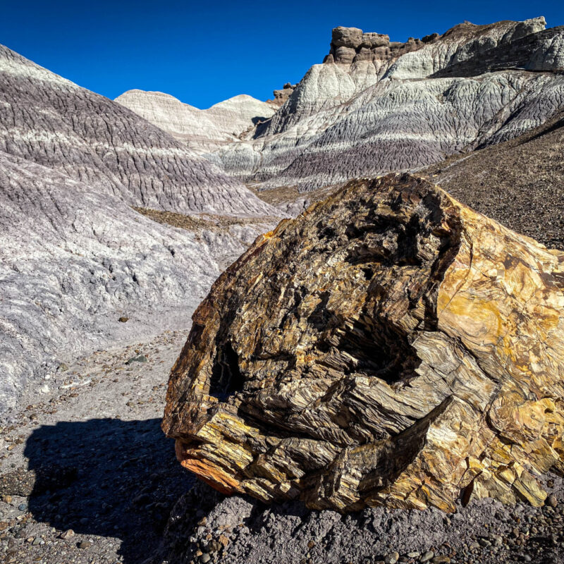 Petrified Logs I