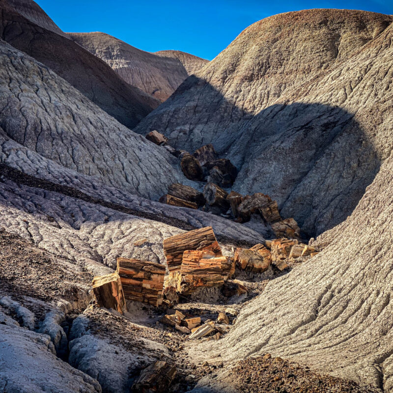 Petrified Logs II