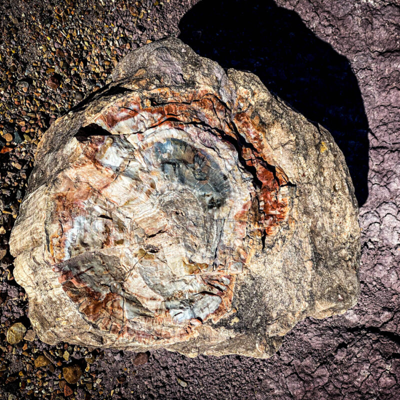 Petrified Logs III