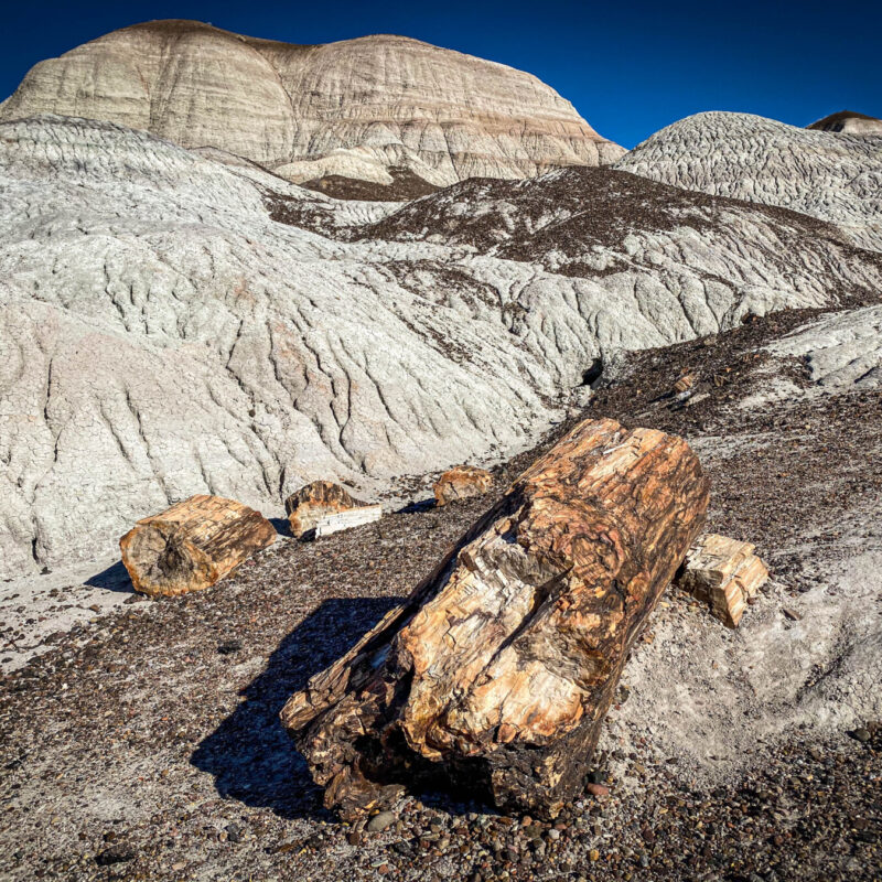 Petrified Logs IV