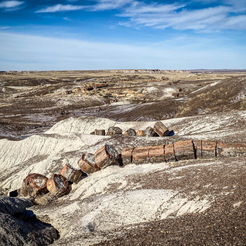 Petrified Logs V