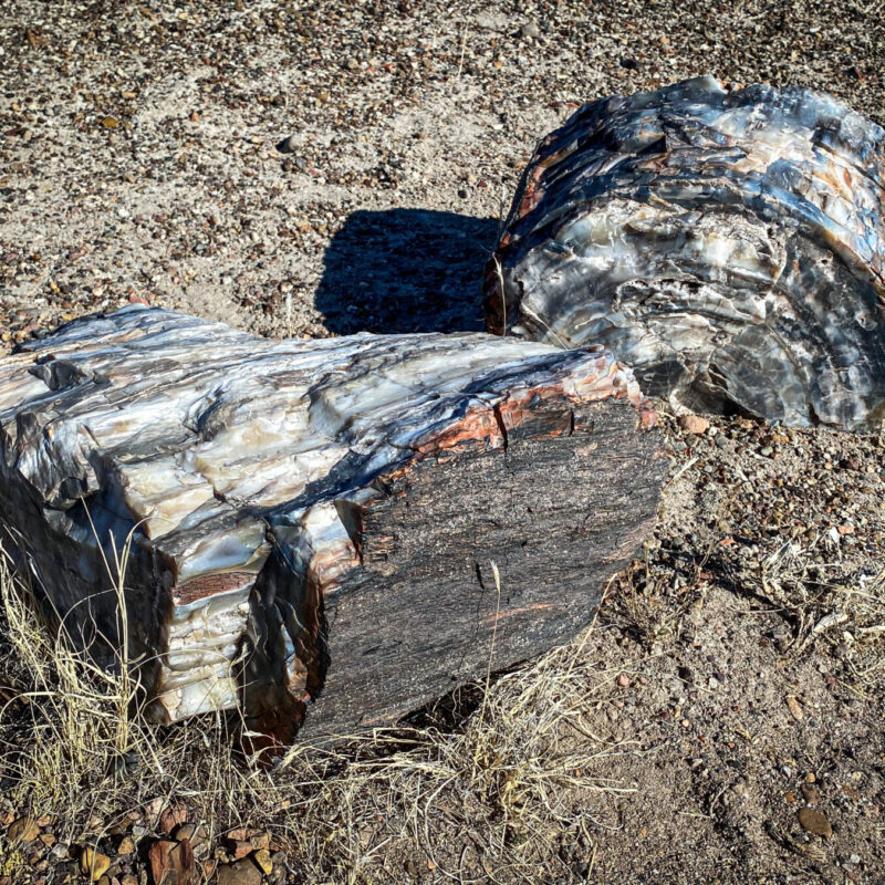 Petrified Logs VI