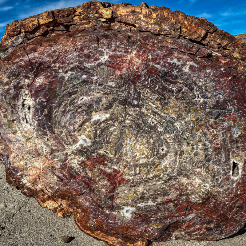 Petrified Logs VII
