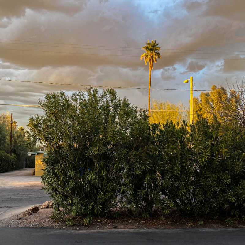 Tucson Palm Tree Sunset