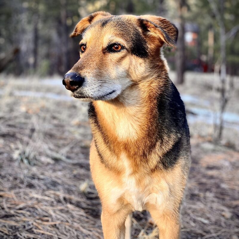 Rare Pup