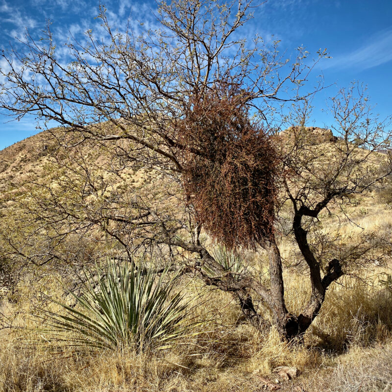 Mistletoe Clump