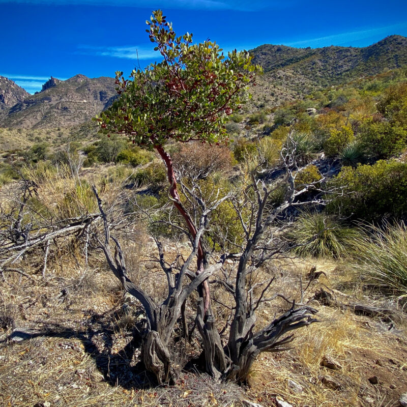 Manzanita's Last Hope
