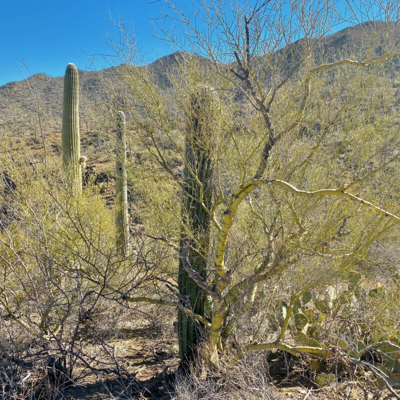 Saguaro Nursery