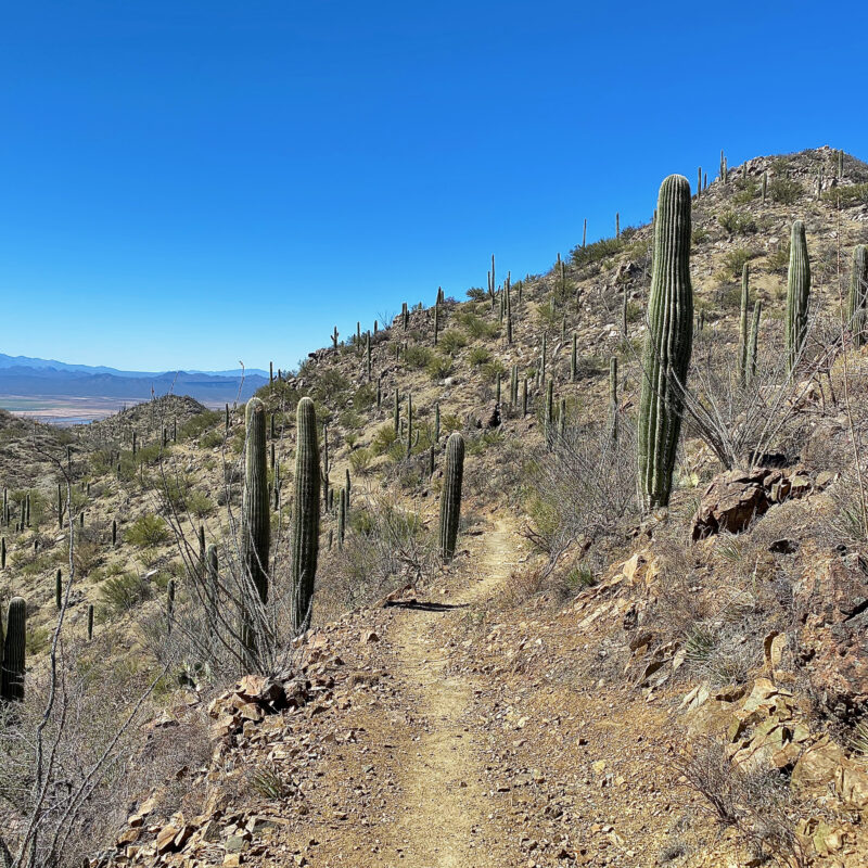 Saguaros of SNP