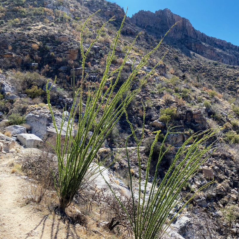 Ocotillo Foliage