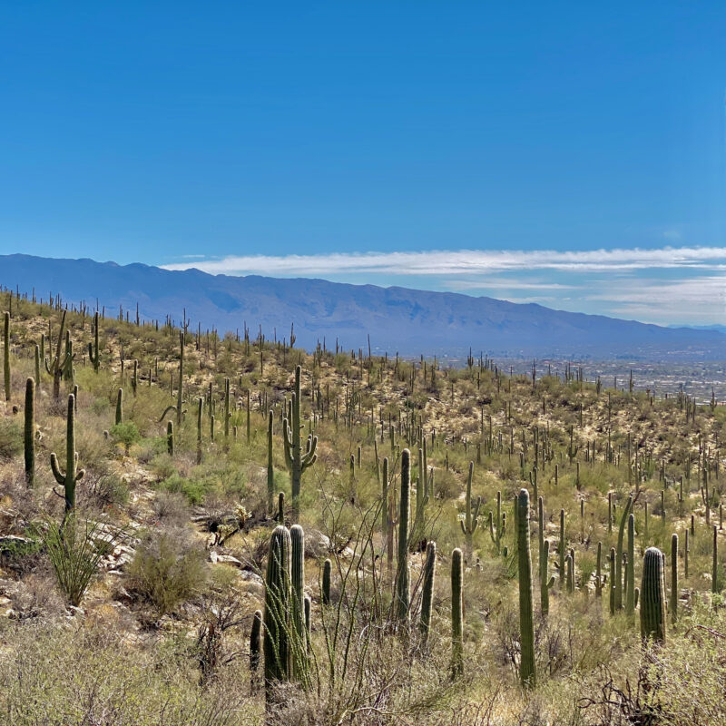 Saguaros & Tanque Verde Ridge