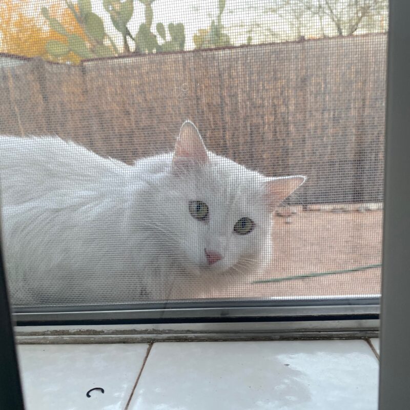 Curiosity Didn't Kill This Cat