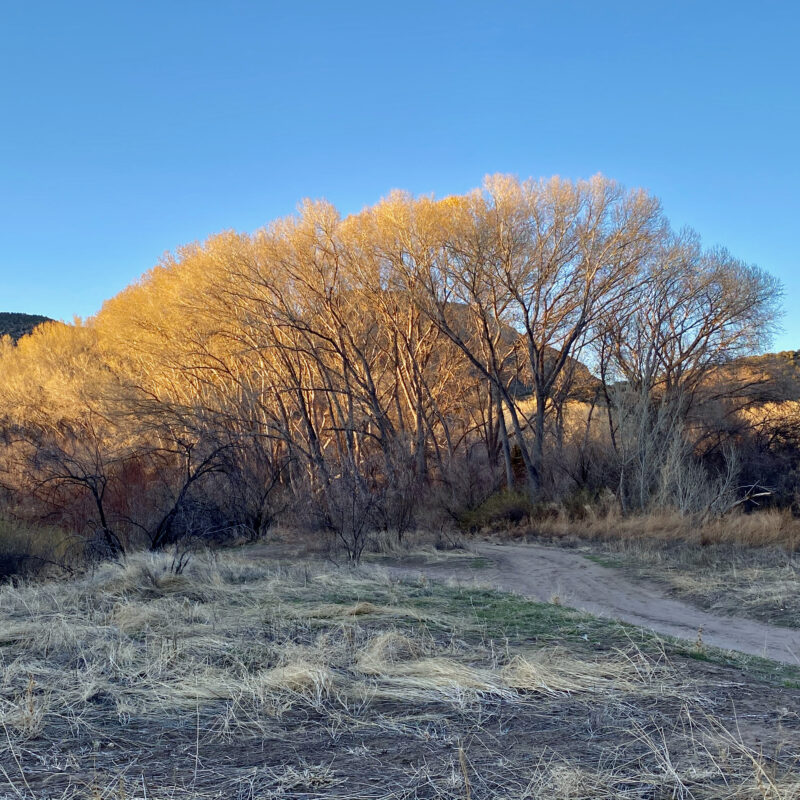 Golden Cottonwoods