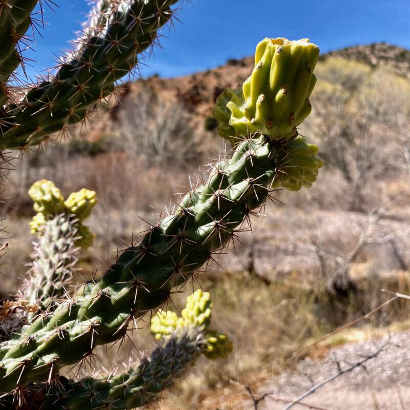 Cholla Cactus Fruits