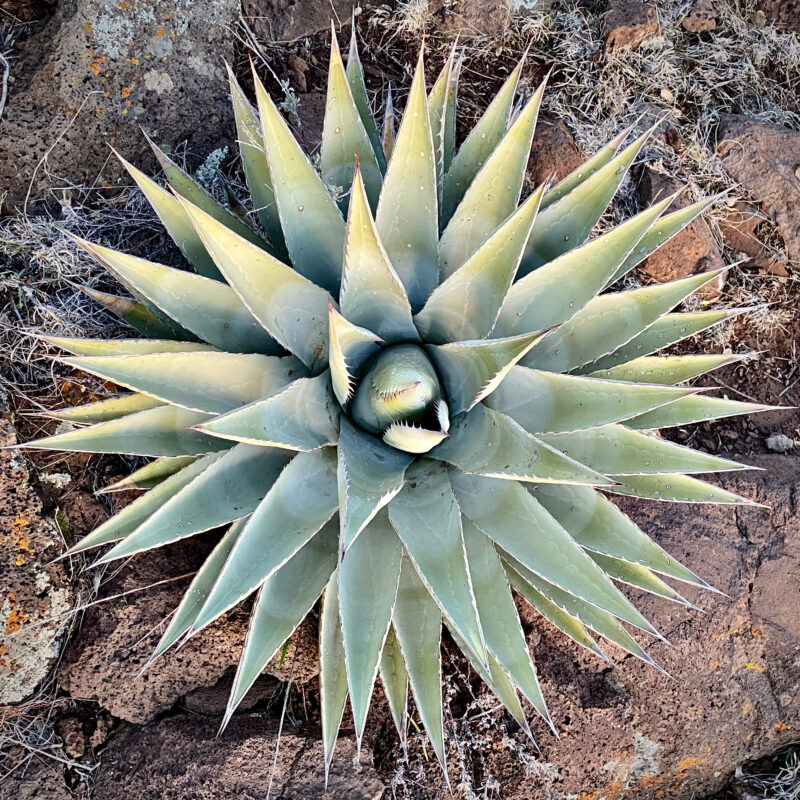 Agave Patterns