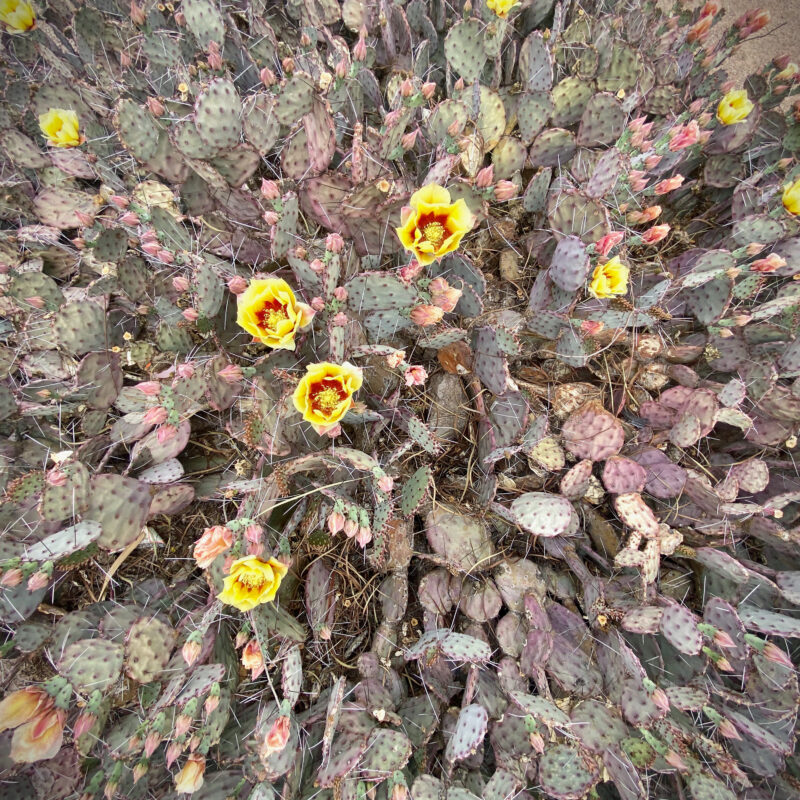 Prickly Pear Blossoming
