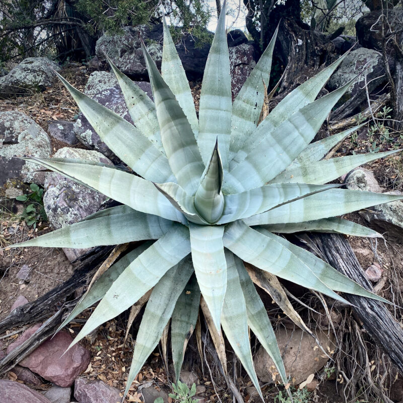 Another Amazing Agave