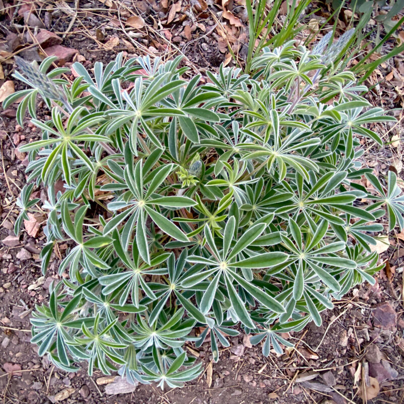 Lupine Patterns