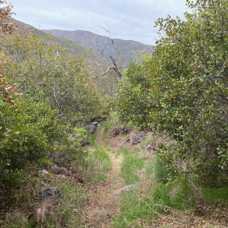 Little Arbor on the Trail