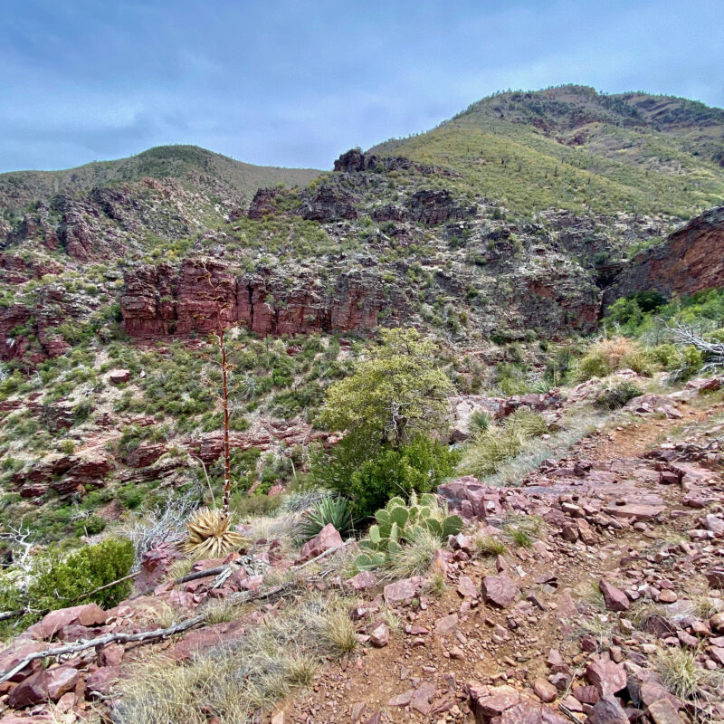 Barnhardt Trail Up High