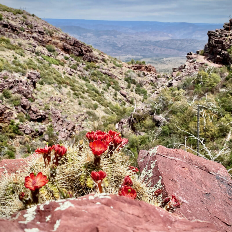 Blooms and Views