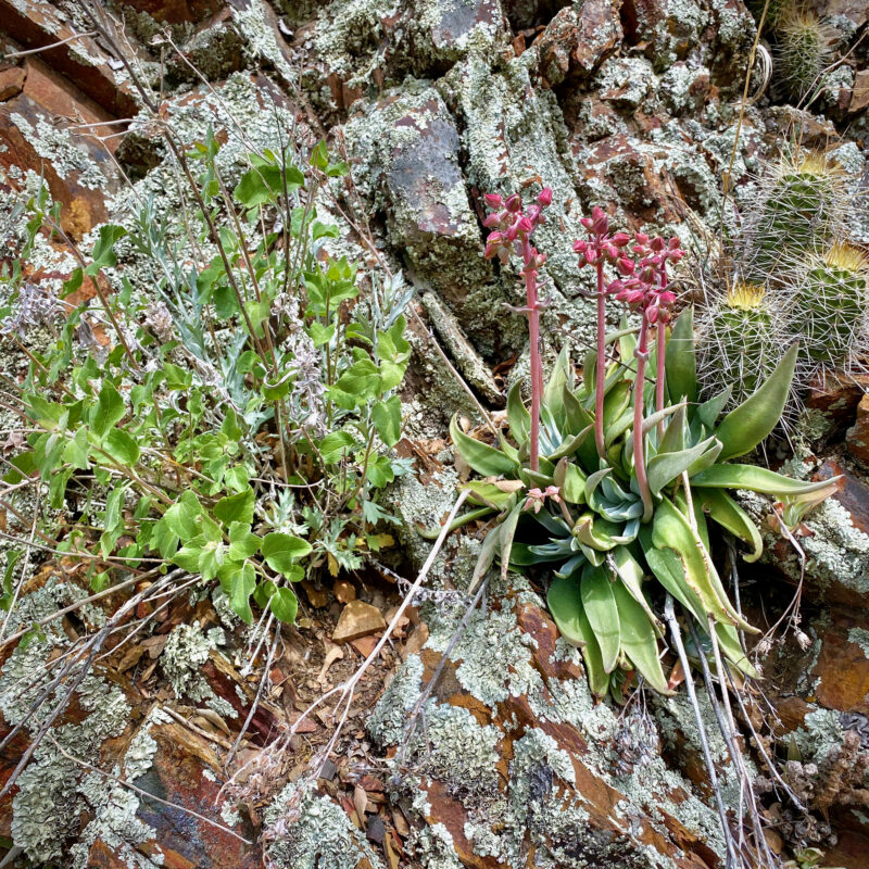Succulents in the Canyon Walls