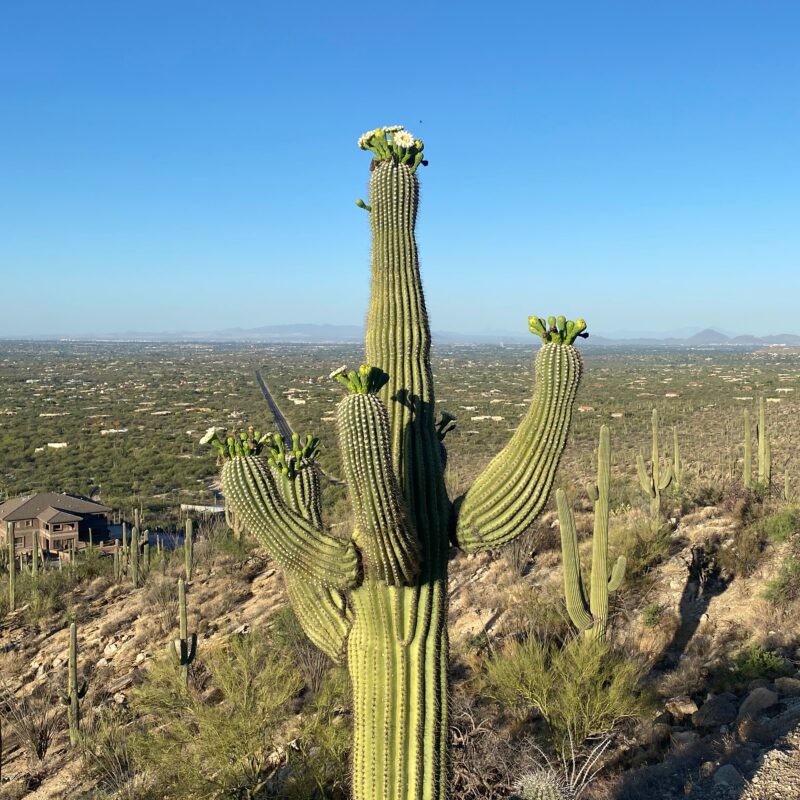 Saguaro Bloom from the Mt Lemmon Highway
