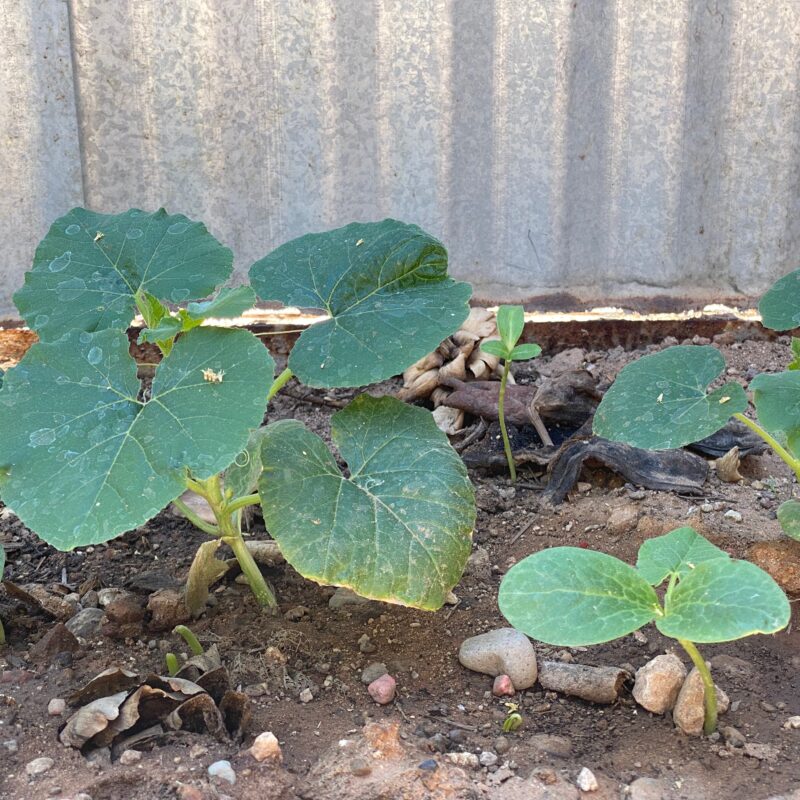 Patio Squash