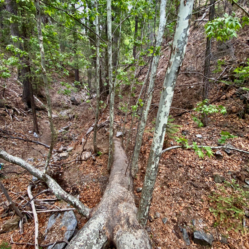 Walking That Tree