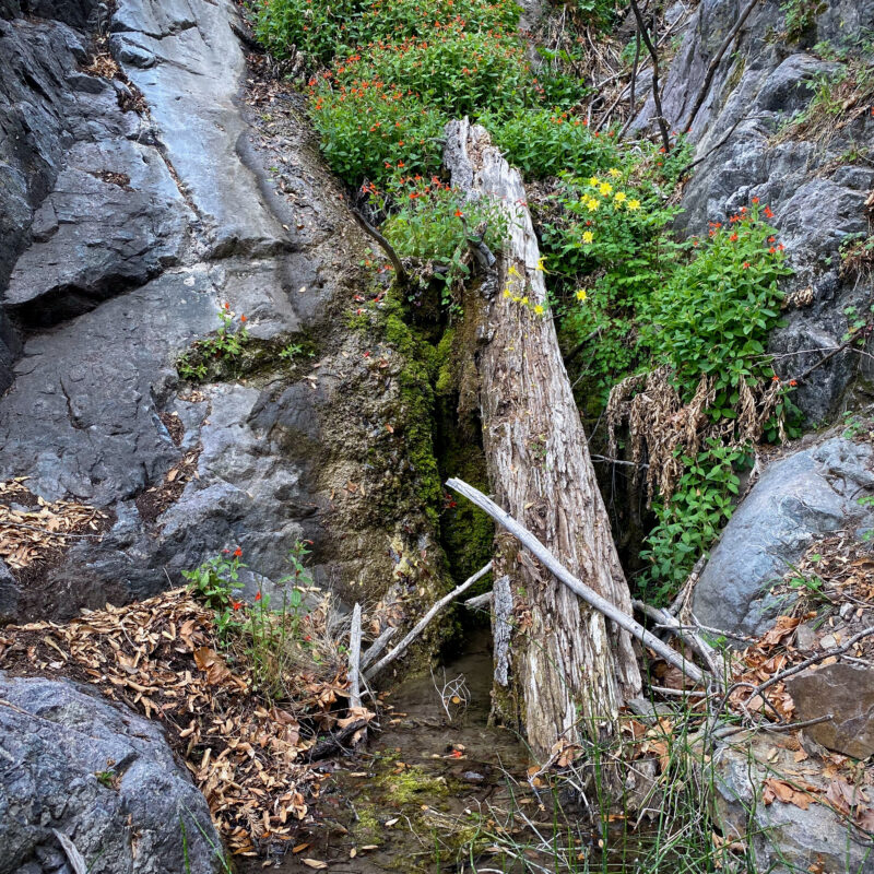 Wash Blooms in Bear Canyon