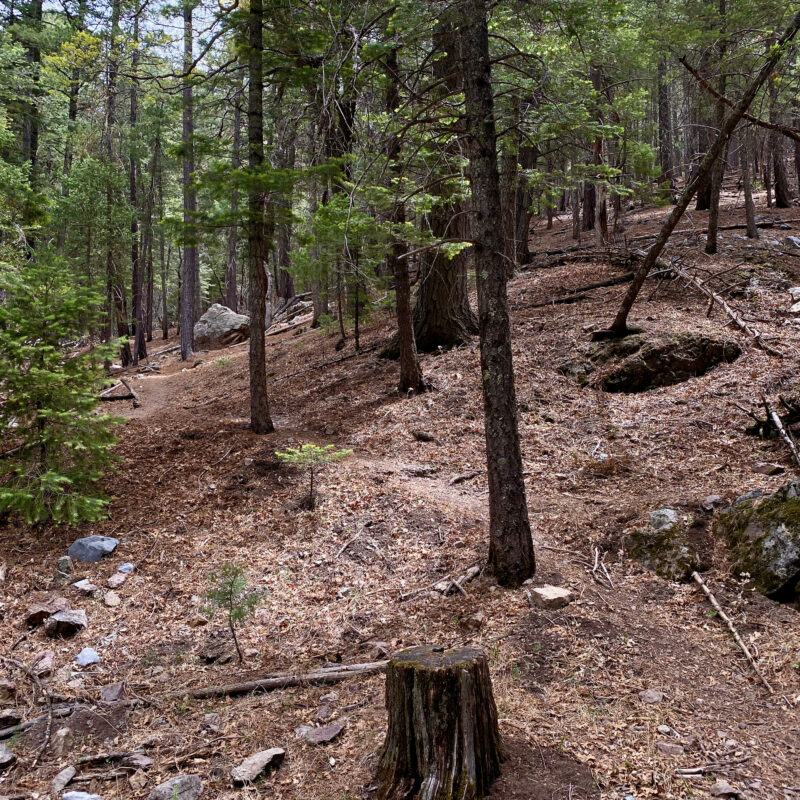 Piney Trails in Bear Canyon