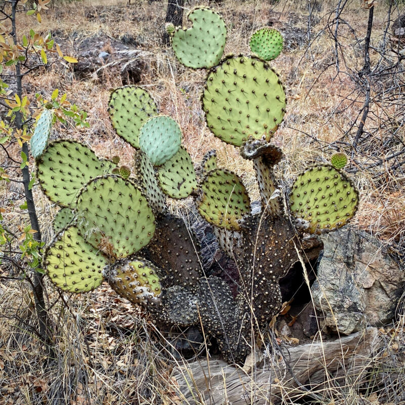 Odd Prickly Pear