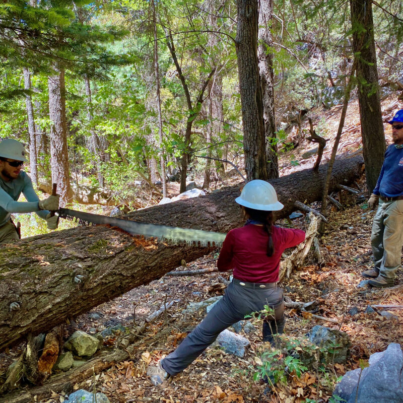 This Time, We're Sawing!