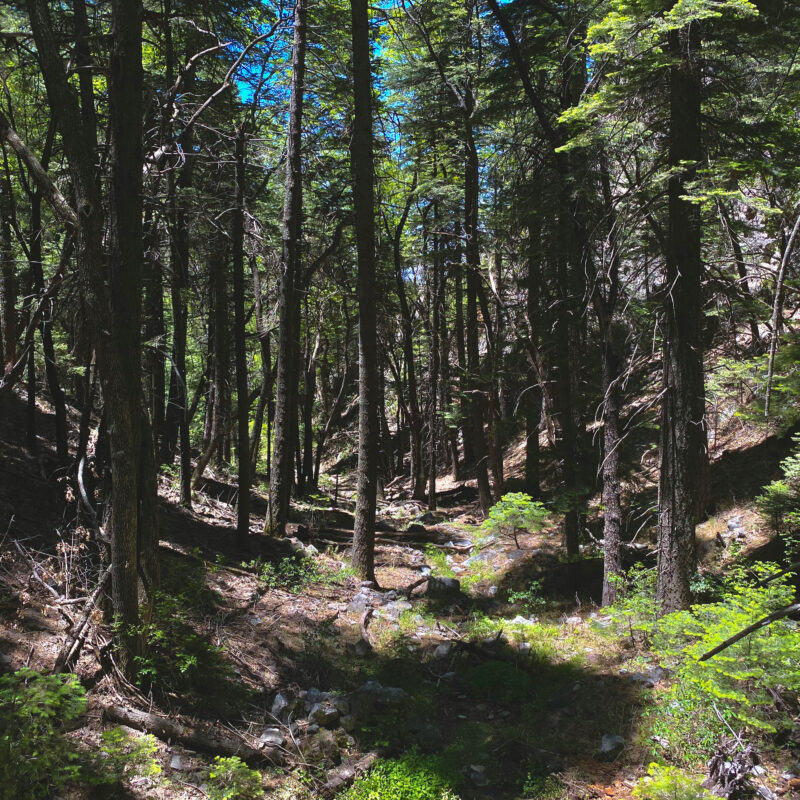 Bear Canyon Forest Vibes