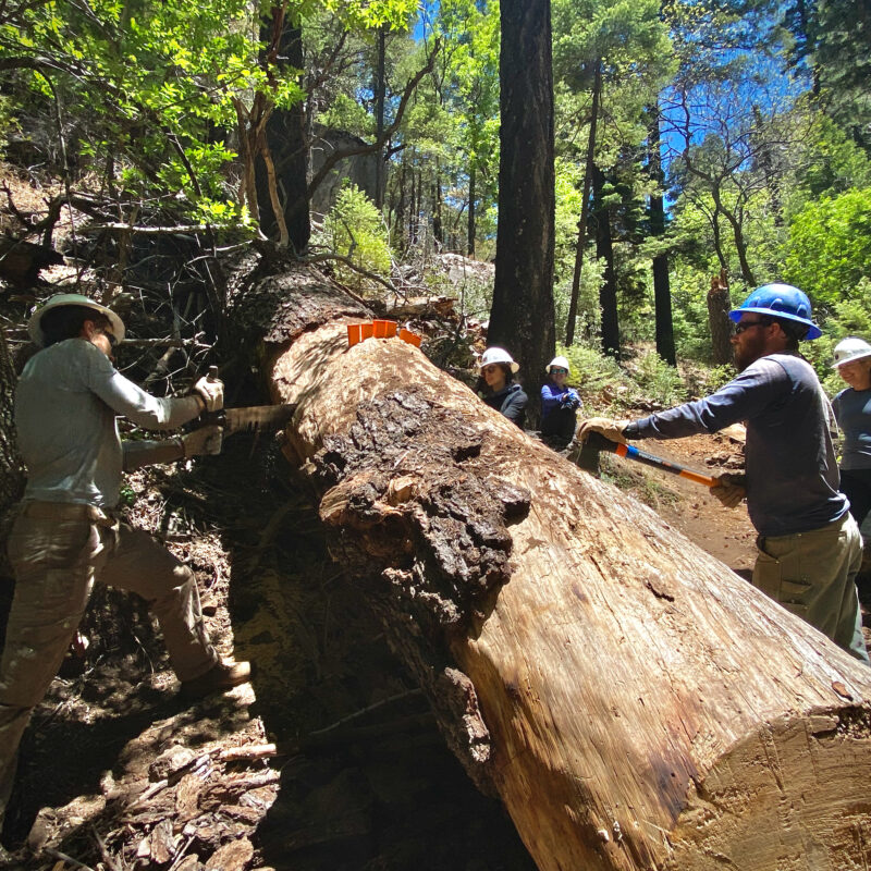Big Log Part II