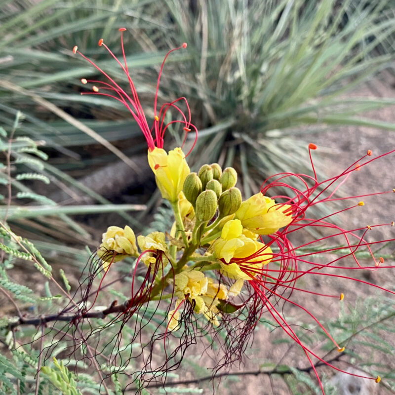 Tucson Bird of Paradise Bloom