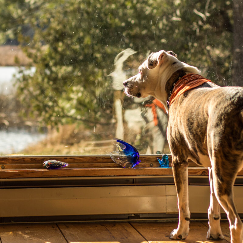 Cal Reflecting