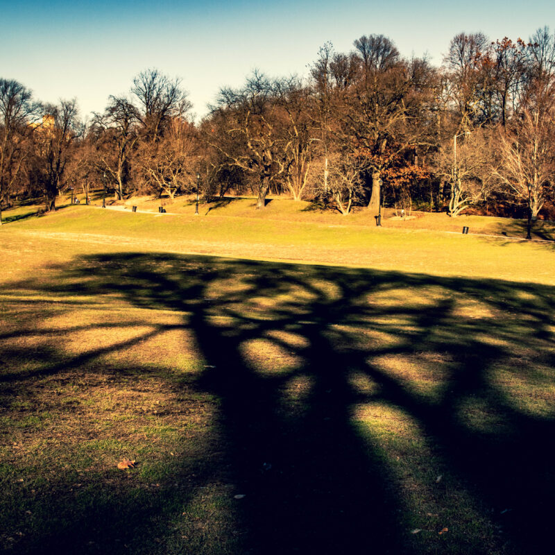 Shadowplay in Prospect Park