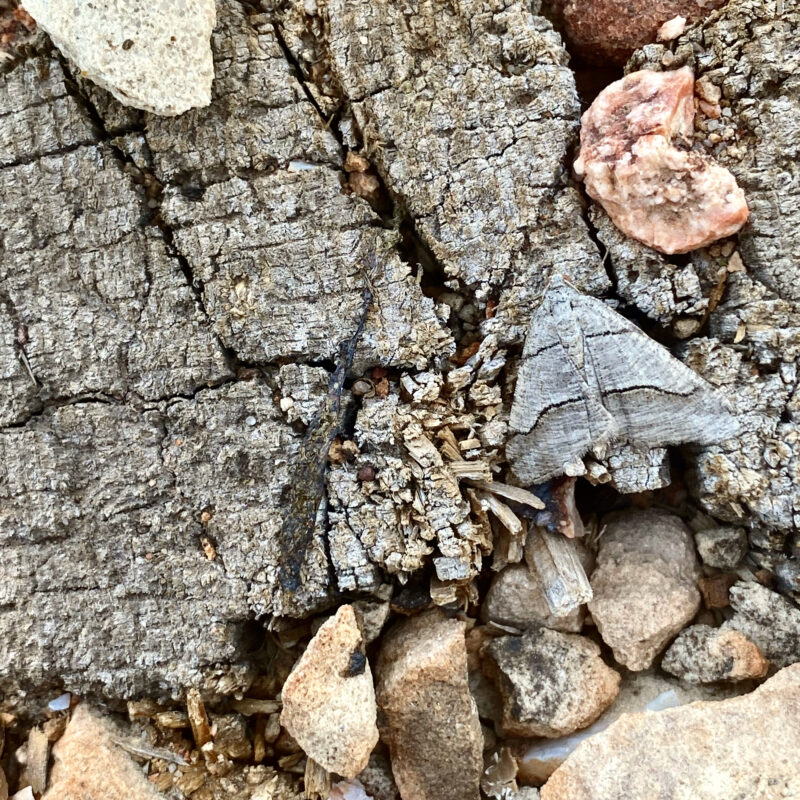 Camouflage