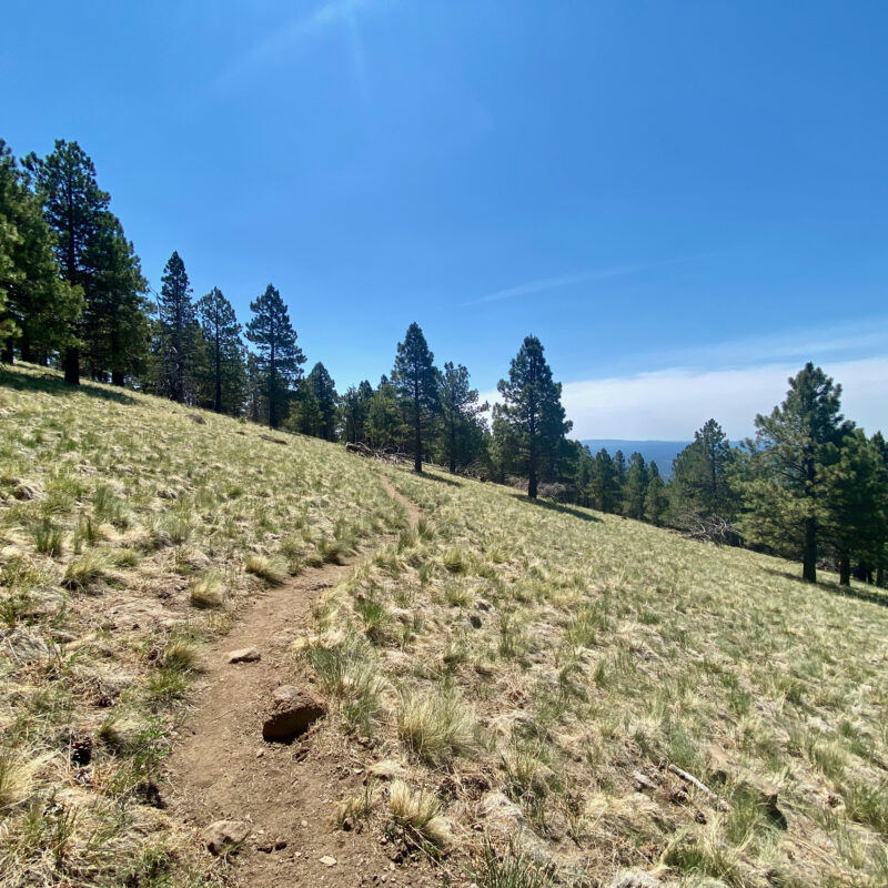 Kachina Meadow Stroll