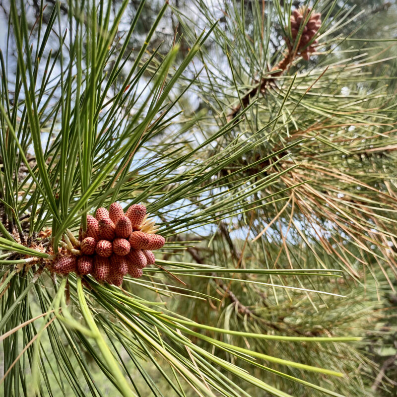 Pinecone Formations
