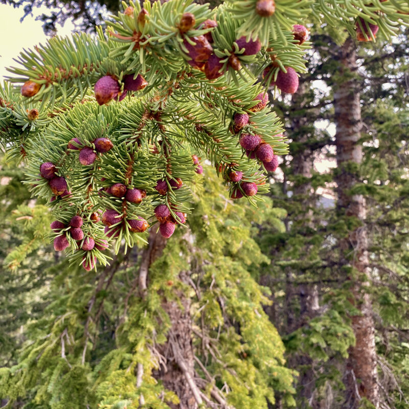 Purple Pinecones!