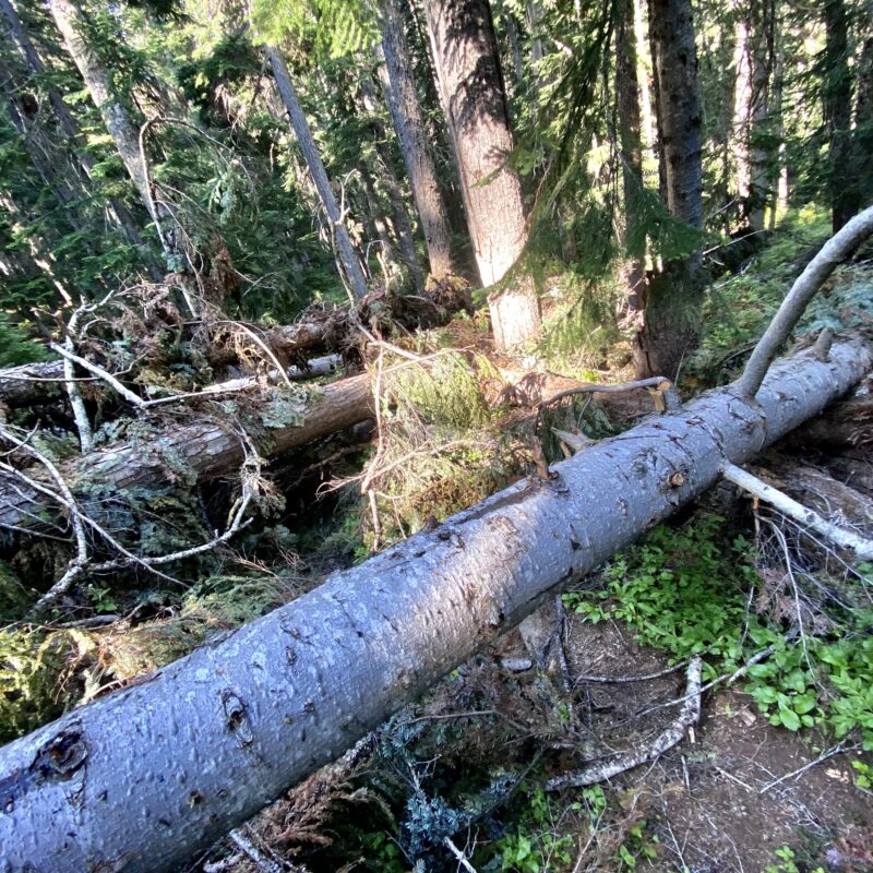 Blown Out Trail