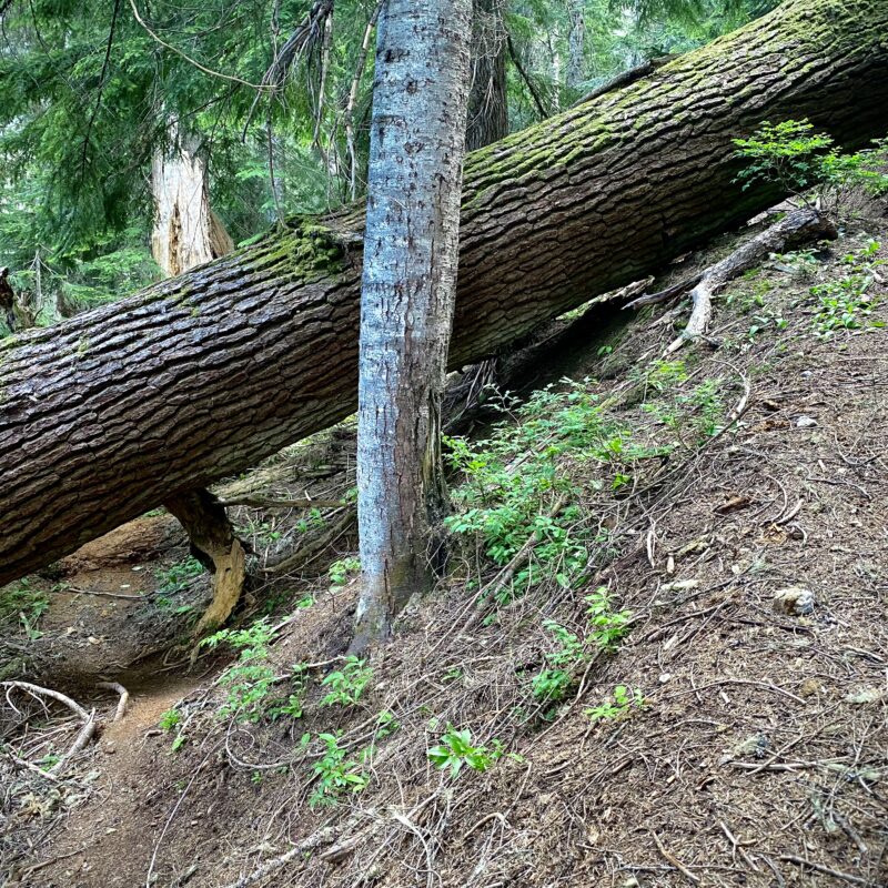 Cut This Switchback