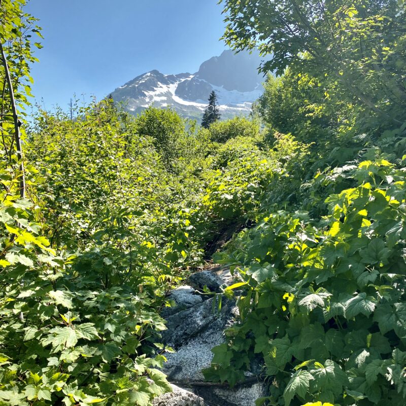 Overgrown Trail