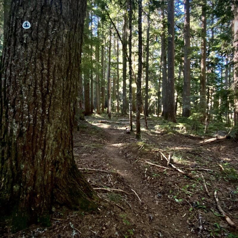 The Occasional PCT Blaze