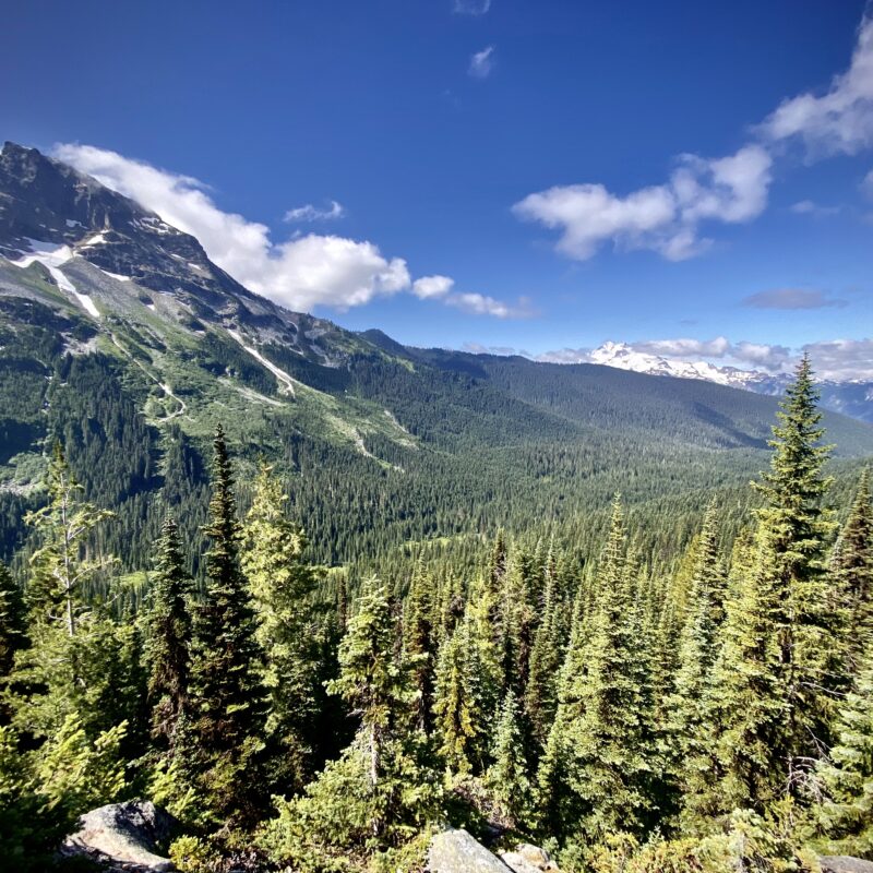 Foresty Views of Glacier