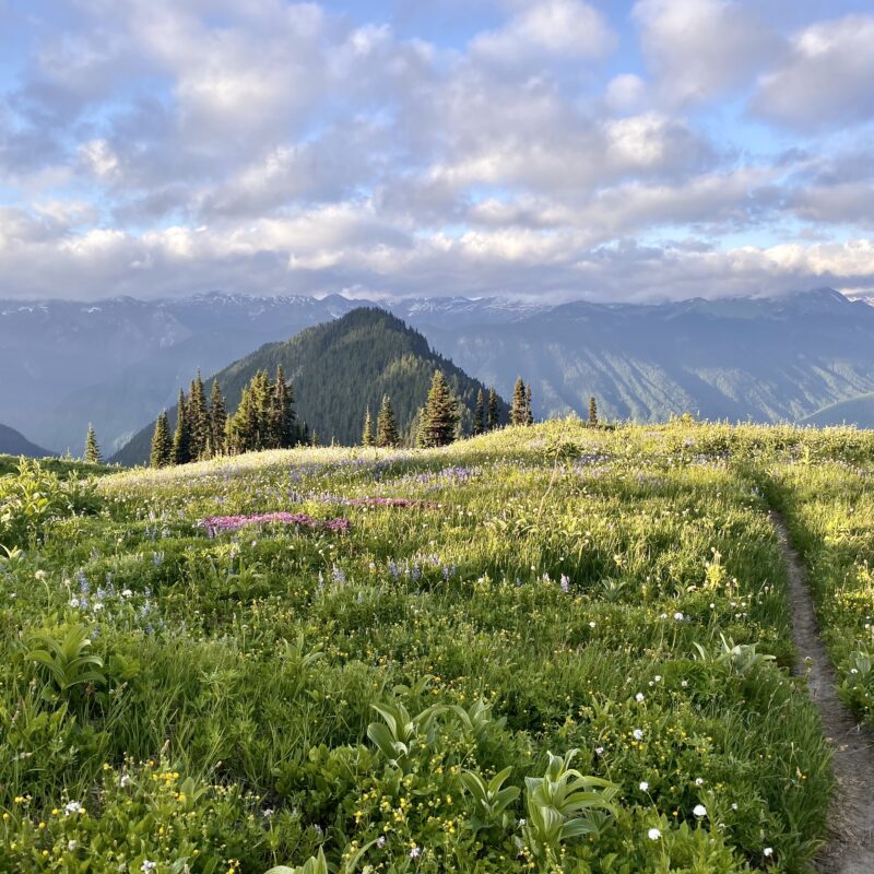 Angelic Meadows